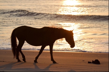Wild Horse Sunrise