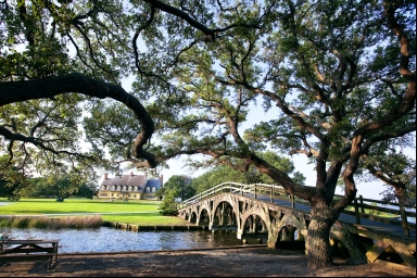Whalehead Under the Trees