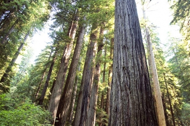 Towering Redwoods