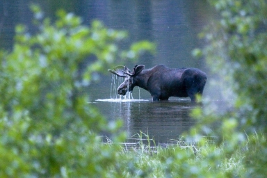 Big Salmon Moose