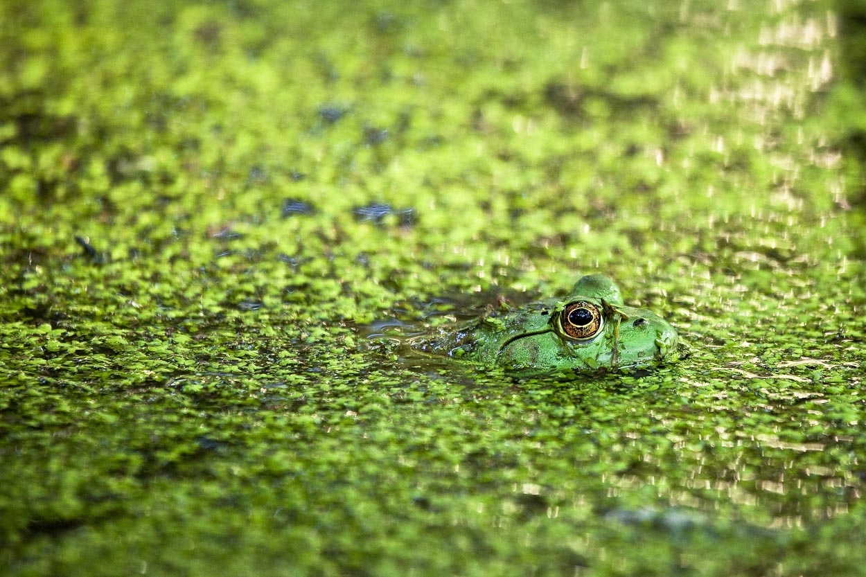 Swamp Frog