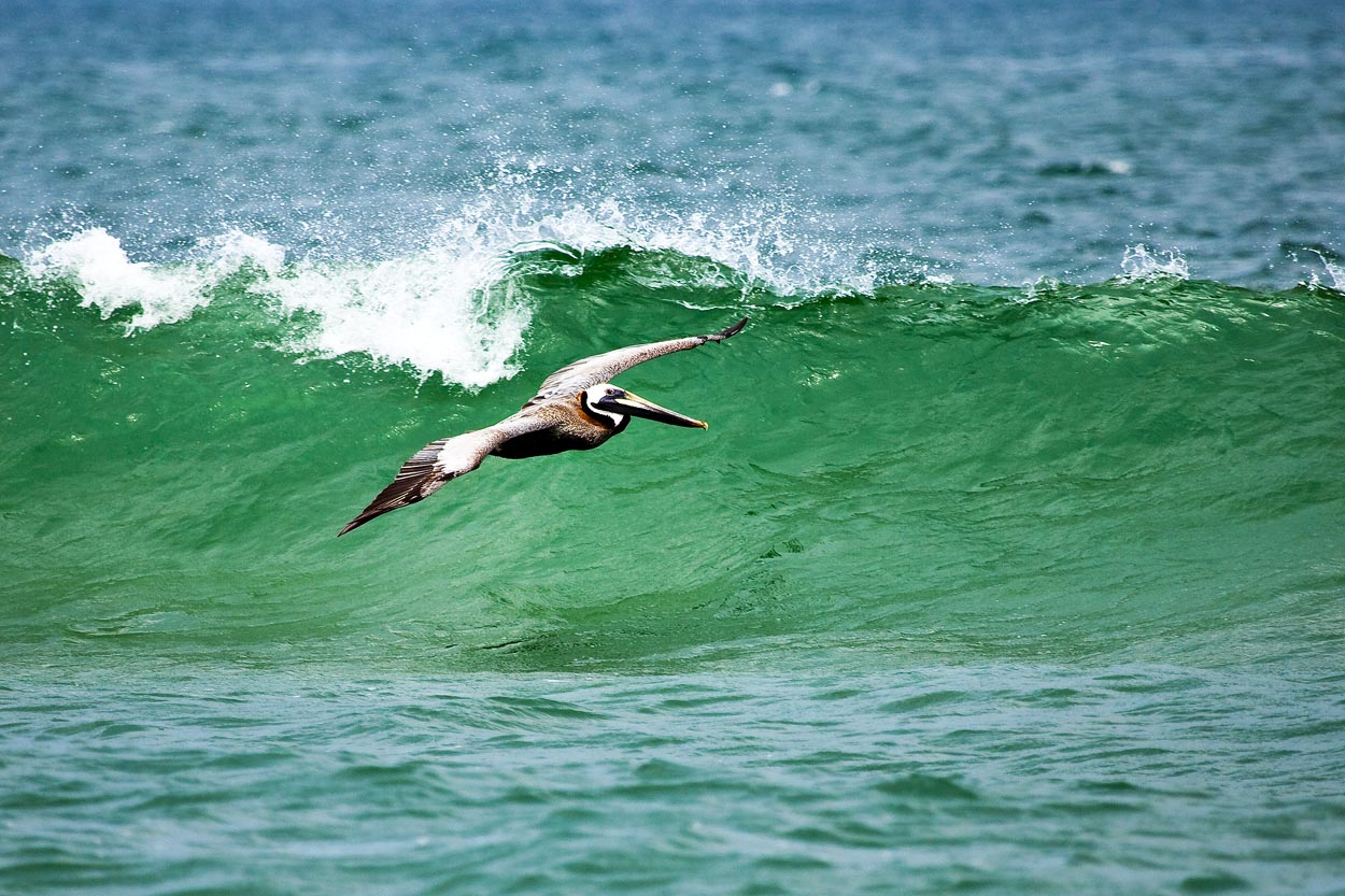 Surfing Pelican