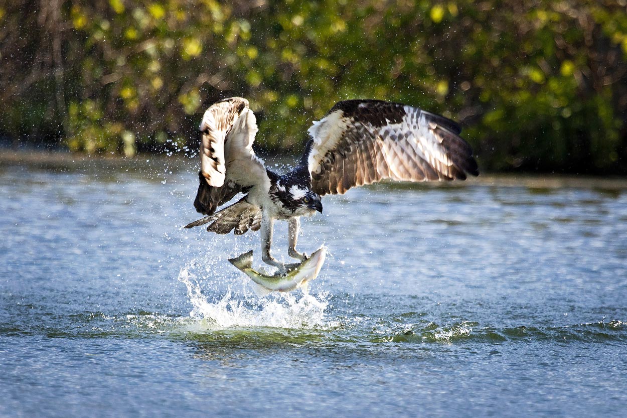Osprey's Catch