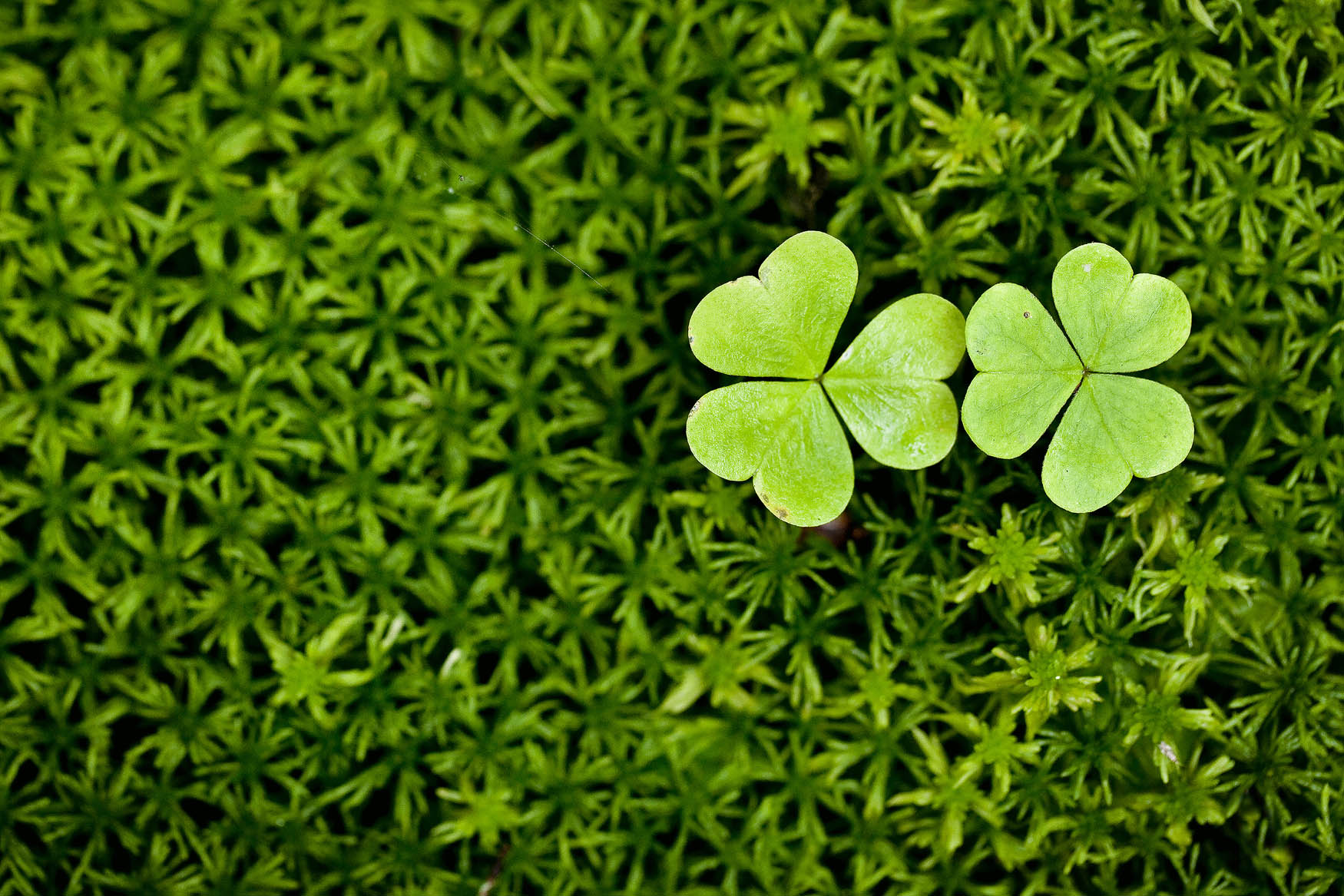 Clover and Moss