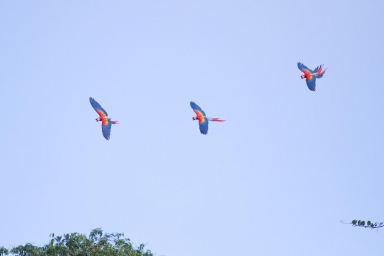 Scarlet Macaw Trio