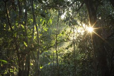 Sunrise in the Jungle