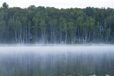Birch Fog